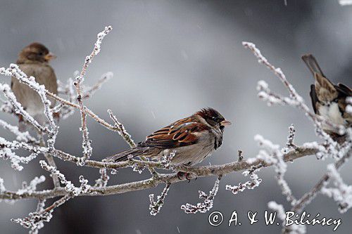 Wróbel zwyczajny, wróbel domowy, wróbel, jagodnik, Passer domesticus