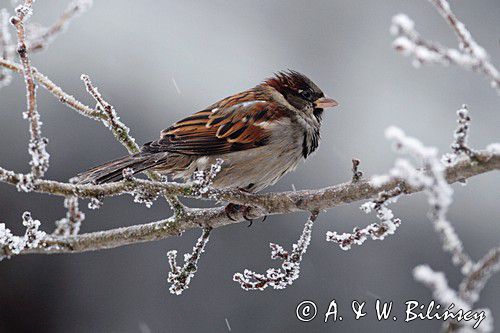 Wróbel zwyczajny, wróbel domowy, wróbel, jagodnik, Passer domesticus