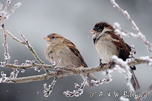 Wróbel zwyczajny, wróbel domowy, wróbel, jagodnik, Passer domesticus