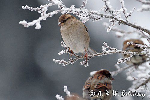 Wróbel zwyczajny, wróbel domowy, wróbel, jagodnik, Passer domesticus