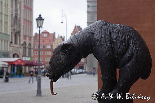 Wrocław, Stare Miasto, niedźwiedź pod Ratuszem