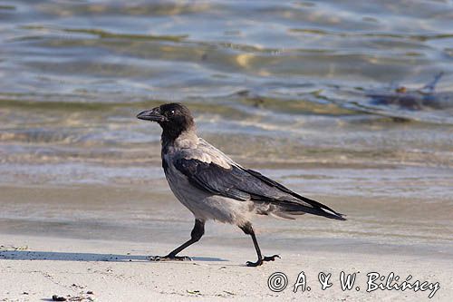 wrona siwa Corvus corone cornix)