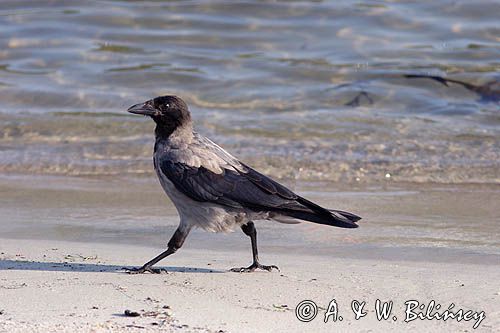 wrona siwa Corvus corone cornix)