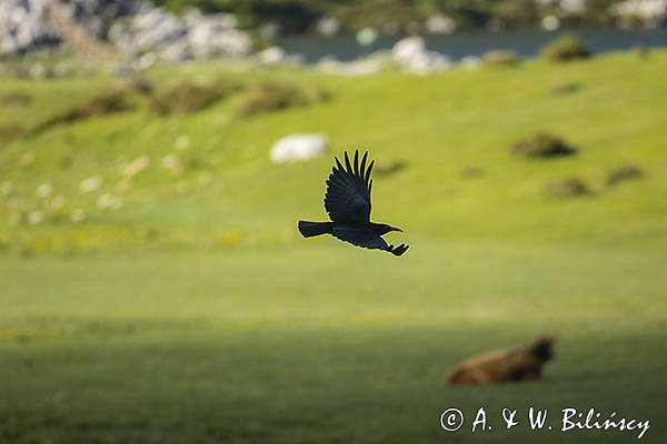 Wrończyk, Pyrrhocorax pyrrhocorax, Park Narodowy Picos de Europa, Asturia, Hiszpania