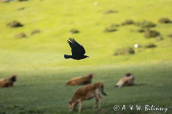 Wrończyk, Pyrrhocorax pyrrhocorax, Park Narodowy Picos de Europa, Asturia, Hiszpania