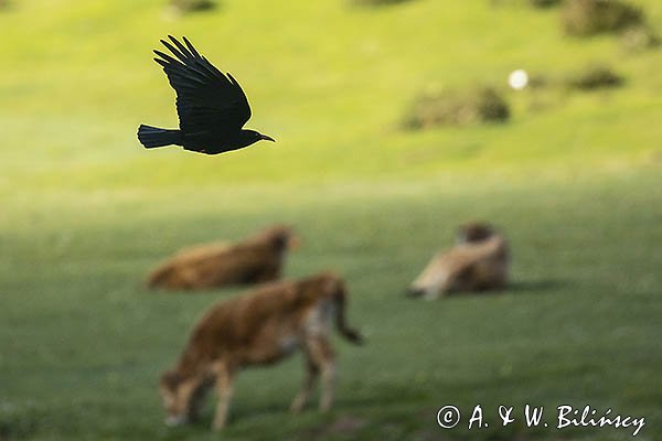 Wrończyk, Pyrrhocorax pyrrhocorax, Park Narodowy Picos de Europa, Asturia, Hiszpania