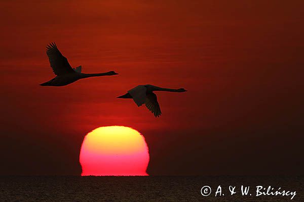 Wschód słońca nad Bałtykiem, refrakcja atmosferyczna, lecące łabędzie