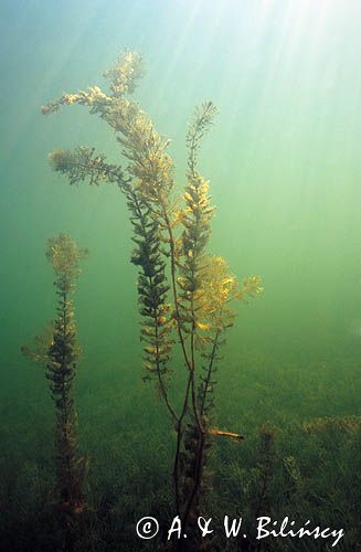 Wywłócznik kłosowy Myriophyllum spicatum)