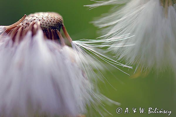 Taraxacum officinale, mniszek lekarski