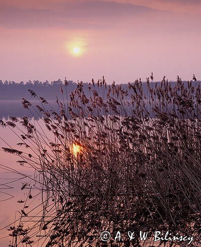 zachód słońca nad jeziorem, trzcinowisko