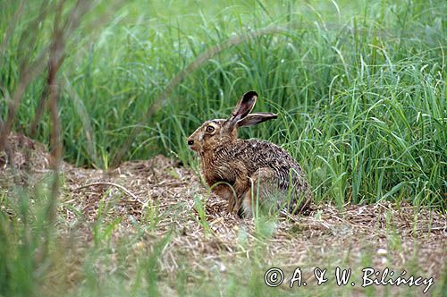 zając szarak, Lepus europaeus europaeus