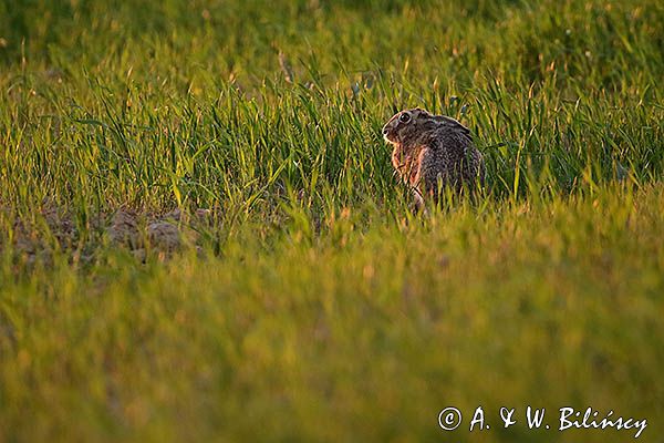 Zając szarak, Lepus europaeus