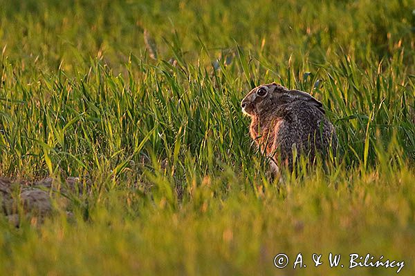 Zając szarak, Lepus europaeus