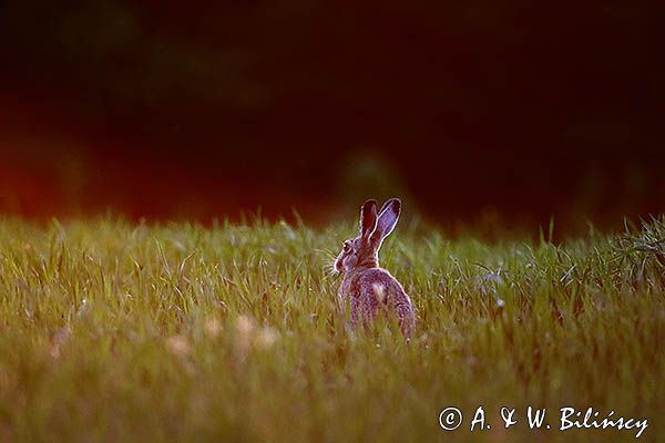 Zając szarak, Lepus europaeus