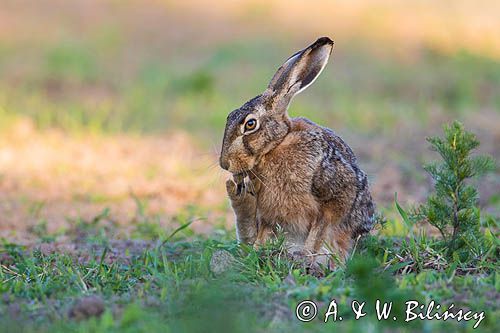 Zając szarak, Lepus europaeus