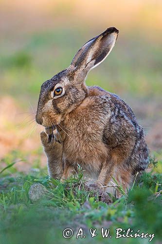 Zając szarak, Lepus europaeus