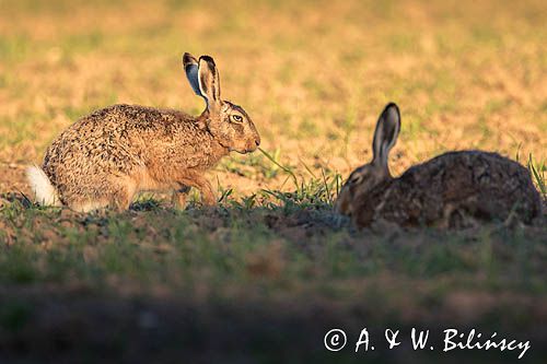 Zając szarak, Lepus europaeus