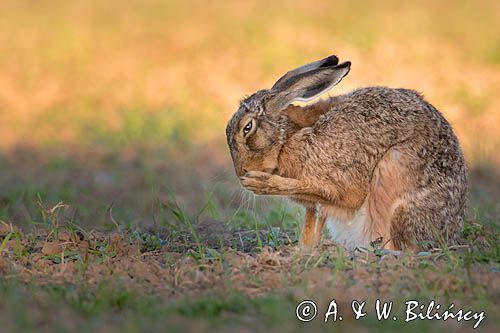 Zając szarak, Lepus europaeus