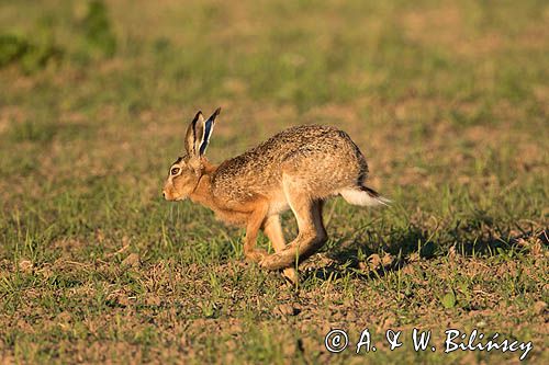 Zając szarak, Lepus europaeus