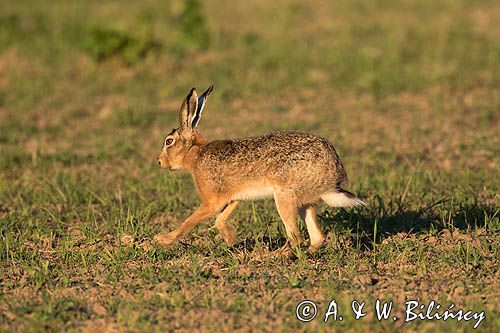 Zając szarak, Lepus europaeus