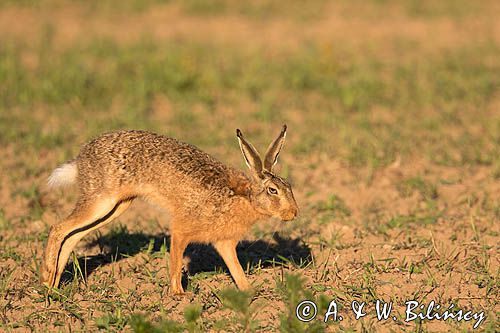 Zając szarak, Lepus europaeus