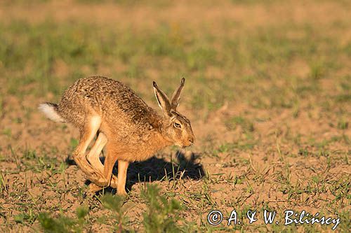 Zając szarak, Lepus europaeus