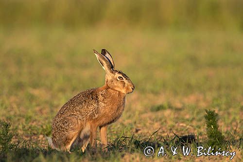 Zając szarak, Lepus europaeus