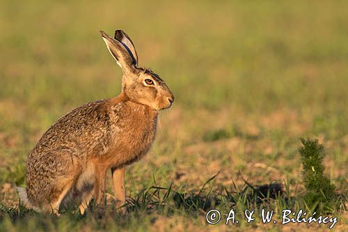 Zając szarak, Lepus europaeus