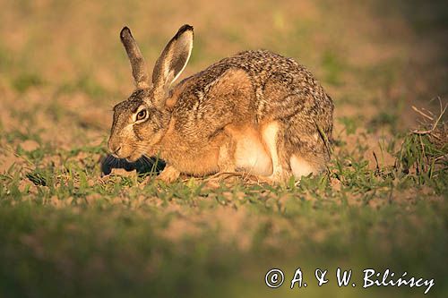 Zając szarak, Lepus europaeus