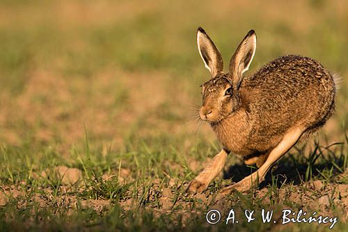 Zając szarak, Lepus europaeus