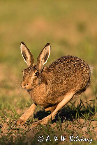 Zając szarak, Lepus europaeus