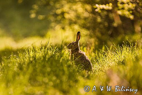 Zając szarak, Lepus europaeus