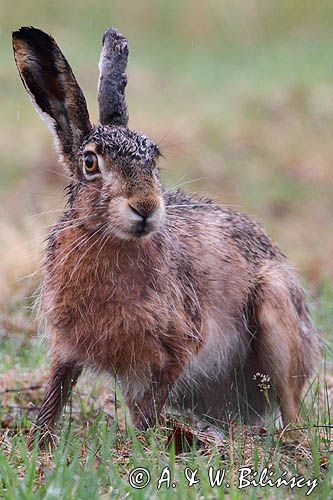 Zając szarak. Lepus europaeus, European hare. Photo. AiW Bilinscy Bank zdjęć