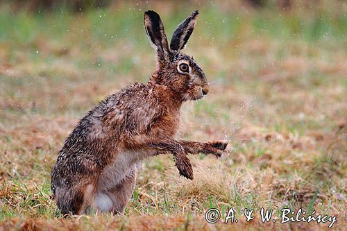 Zając szarak w deszczu. Hare in the rain. fot. AiW Bilińscy, fotografia przyrodnicza, bank zdjęć