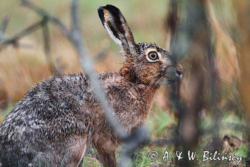 zając szarak Lepus europaeus