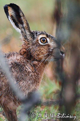 zając szarak Lepus europaeus