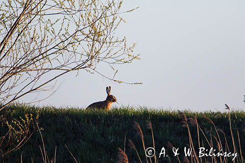 Zając szarak, Lepus europaeus