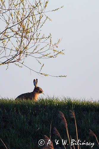 Zając szarak, Lepus europaeus