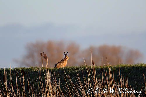 Zając szarak, Lepus europaeus