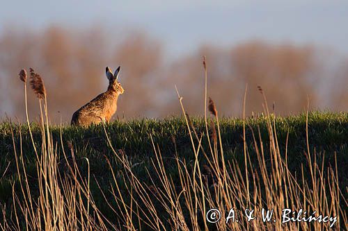 Zając szarak, Lepus europaeus