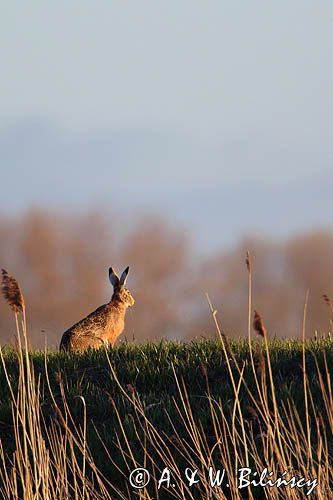 Zając szarak, Lepus europaeus