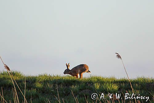 Zając szarak, Lepus europaeus