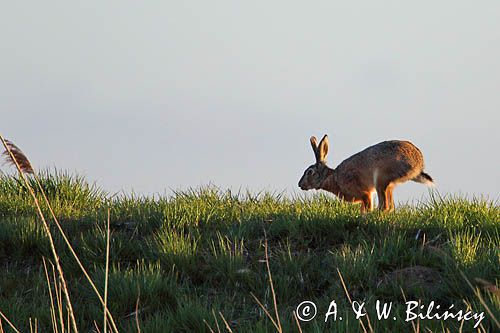 Zając szarak, Lepus europaeus