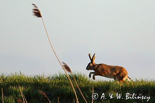 Zając szarak, Lepus europaeus