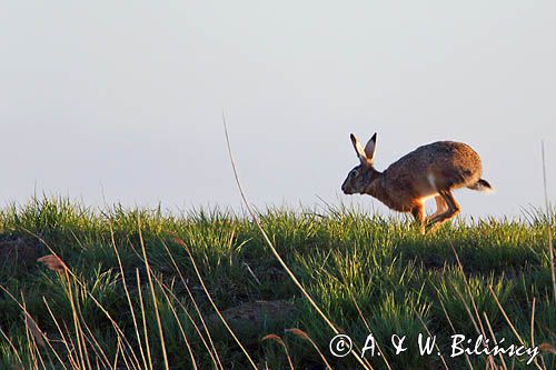 Zając szarak, Lepus europaeus