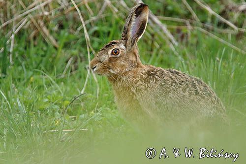 Zając szarak, Lepus europaeus