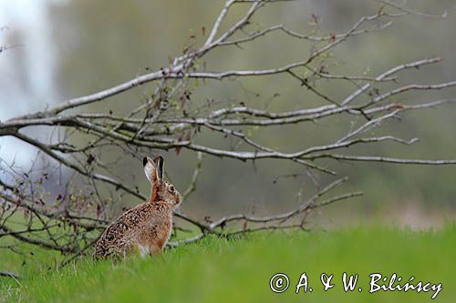 Zając szarak, Lepus europaeus