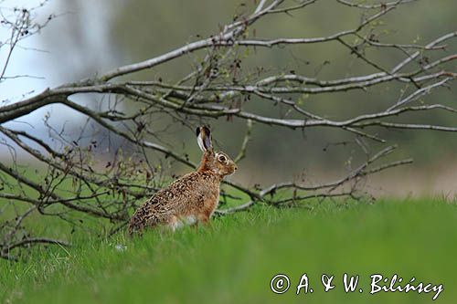 Zając szarak, Lepus europaeus