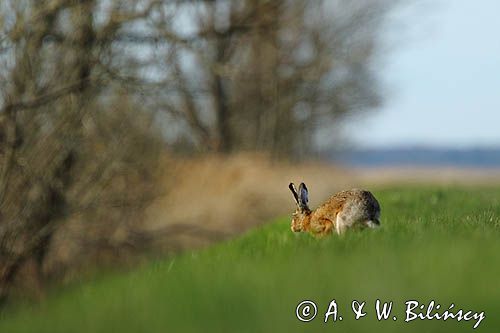 Zając szarak, Lepus europaeus