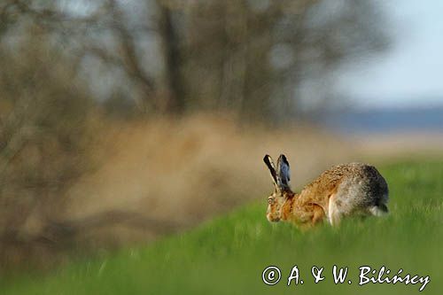 Zając szarak, Lepus europaeus